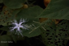 Trichosanthes cucumerina